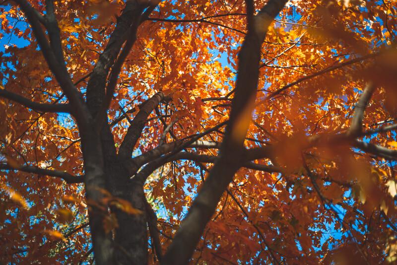 Fall foliage on campus.